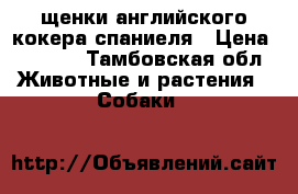 щенки английского кокера спаниеля › Цена ­ 5 000 - Тамбовская обл. Животные и растения » Собаки   